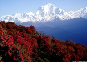 Rhododendrons-in-bhutan.