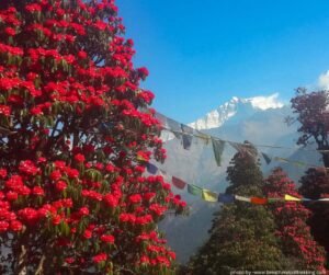 bollywood rhododendron Bollywood Azalea  Plant Detectives