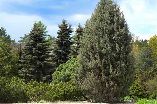 National Tree of Bhutan - Teem Travel Bhutan